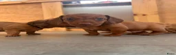 Miniature Dachshund dogs for sale: Miniature dachshund puppies - Ready Now!   - Advert 21