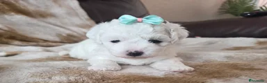 Bichon Frise 5