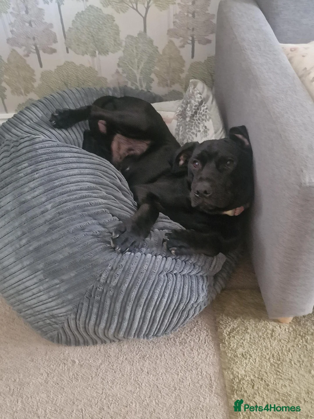 Mixed Breed dogs for sale: Lab/staffy cross in Leeds - Advert 2