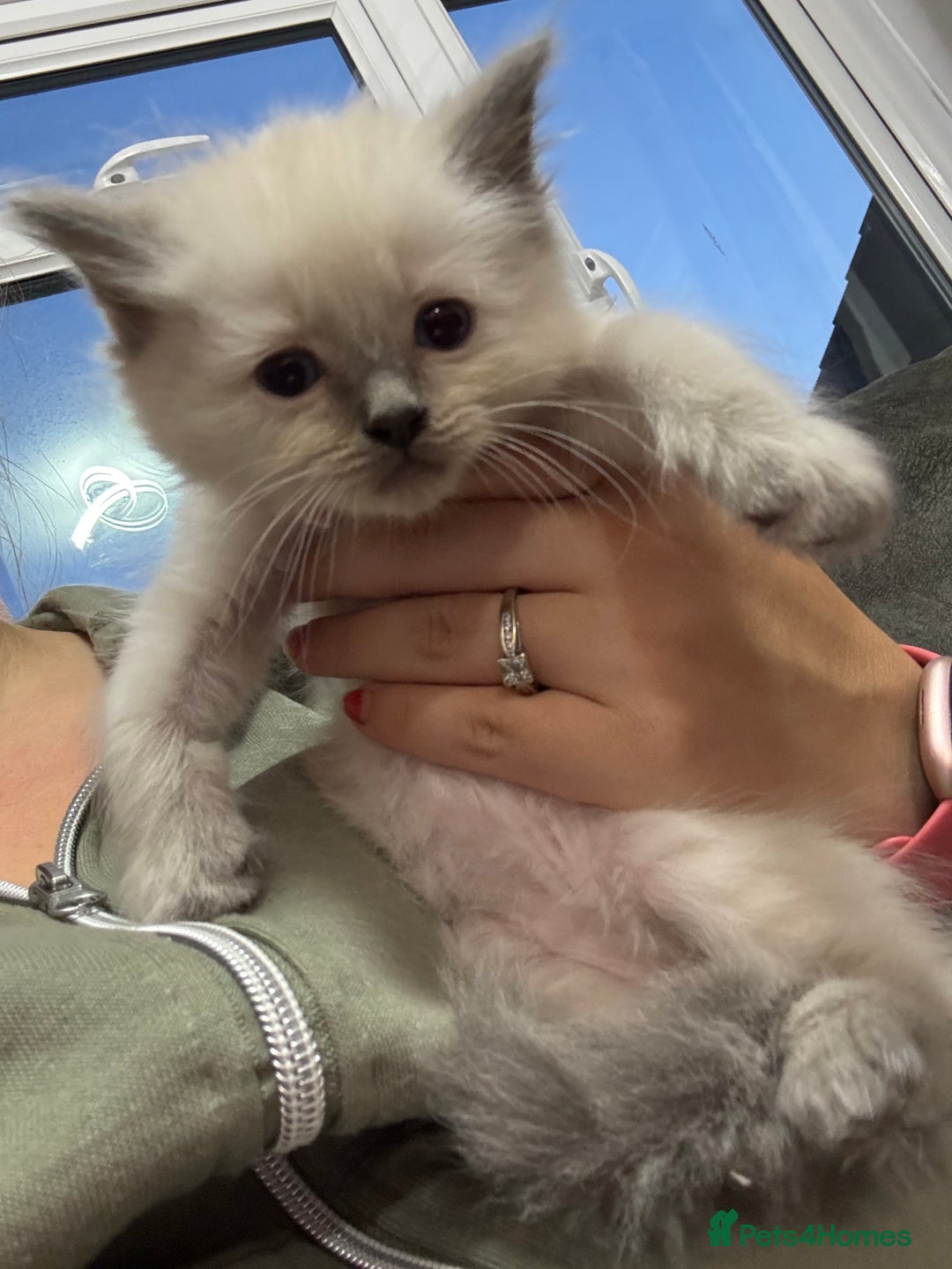 Ragdoll cats for sale: Stunning Ragdoll Kittens Ready to Go!!! - Image 28