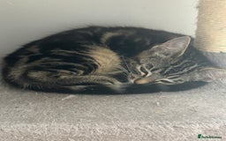 Ragcoon cats for sale: Stunning ragdoll x Maine coon - Image 5
