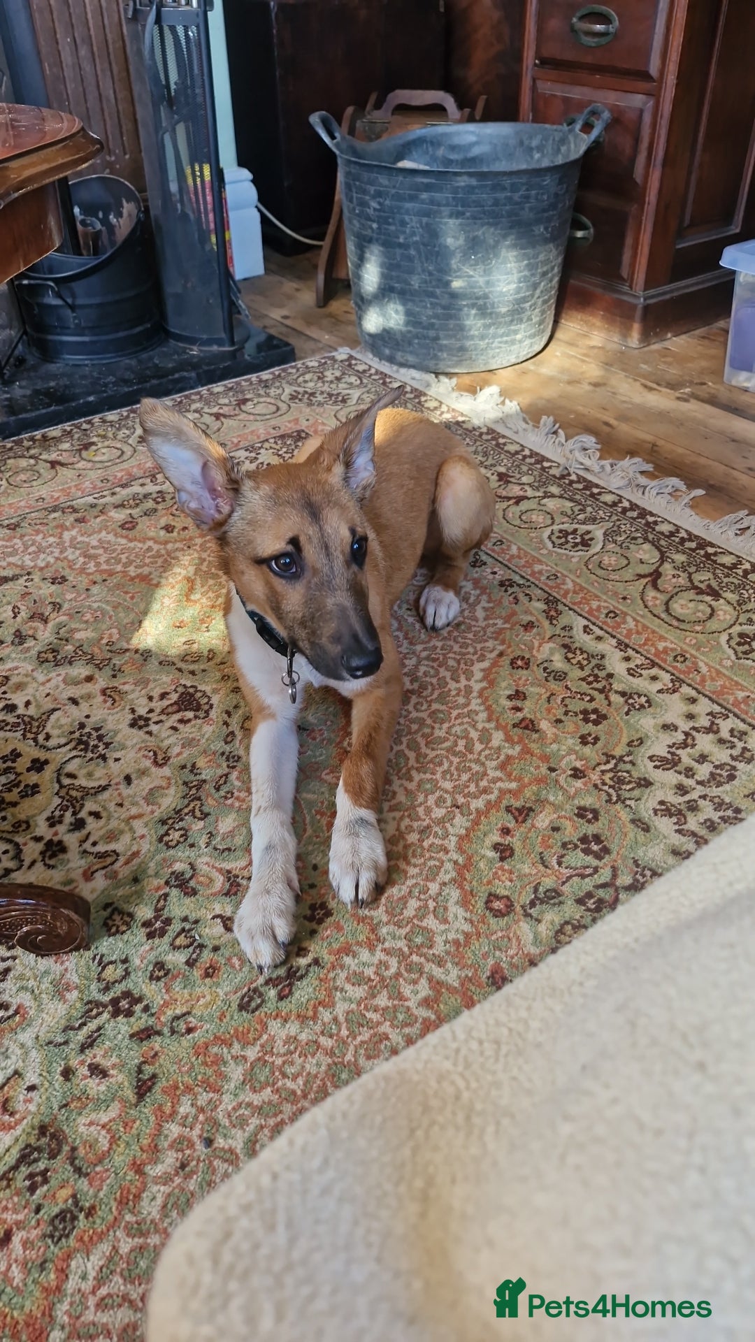 Lurcher dogs for sale: 8 month old Lurcher Puppy - Image 2