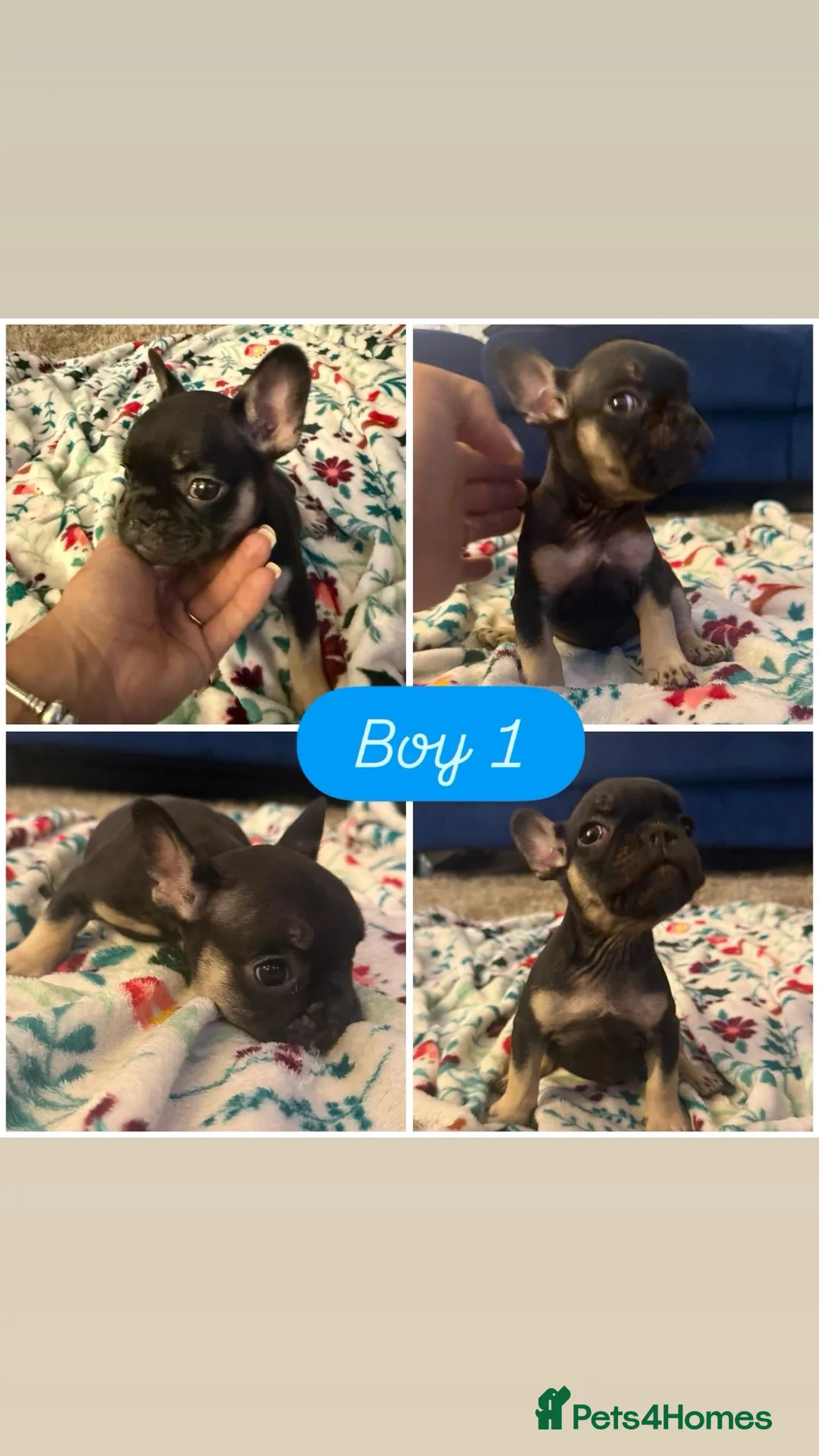 French Bulldog dogs for sale: French bull dog puppy’s for sale  - Advert 15
