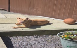 Mixed Breed dogs for sale: Pocket bully's  - Image 1