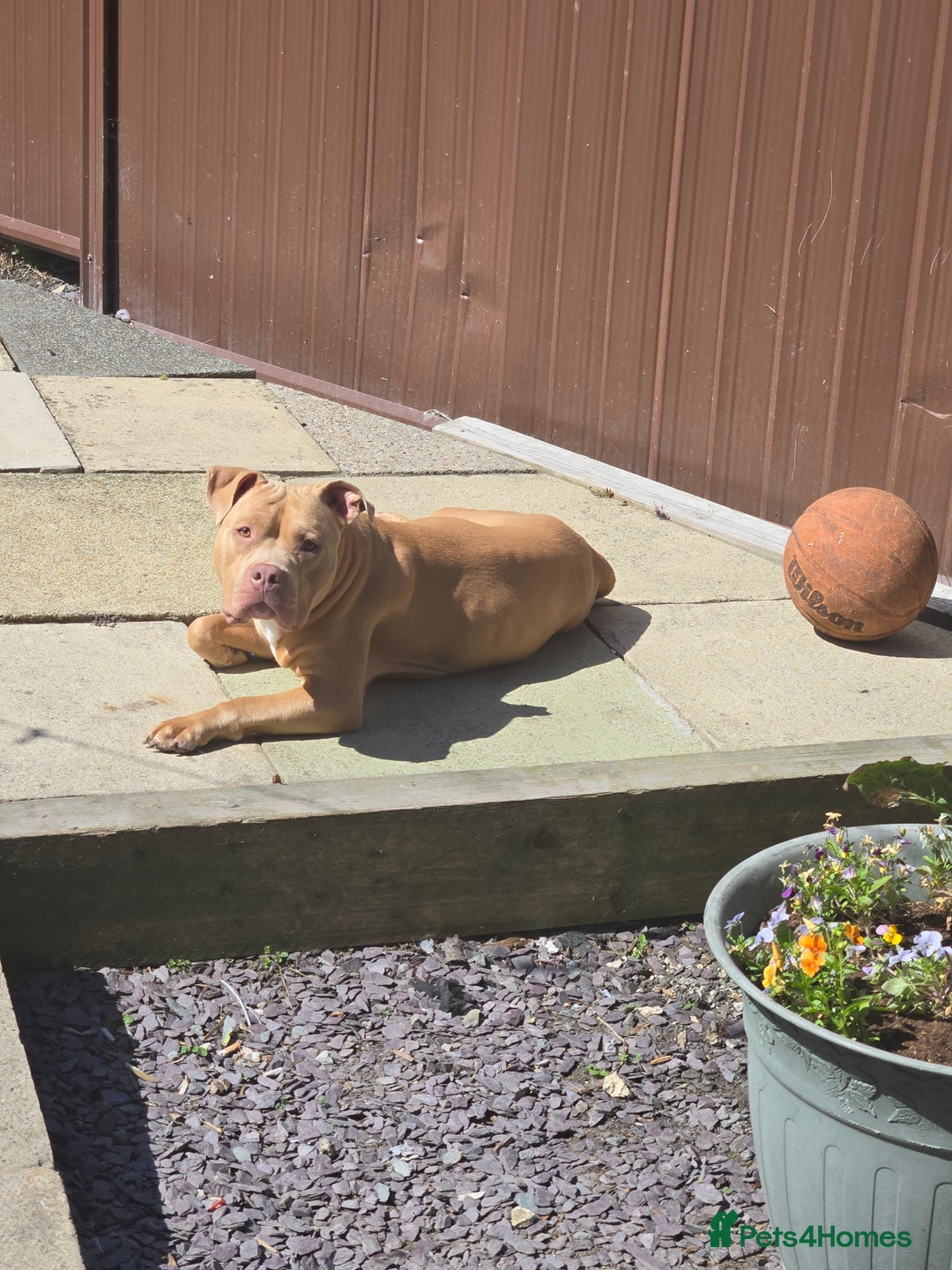 Mixed Breed dogs for sale: Pocket bully's  - Image 1