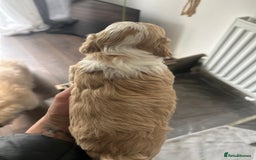 Maltipoo dogs for sale: Maltipoo puppies  - Image 7