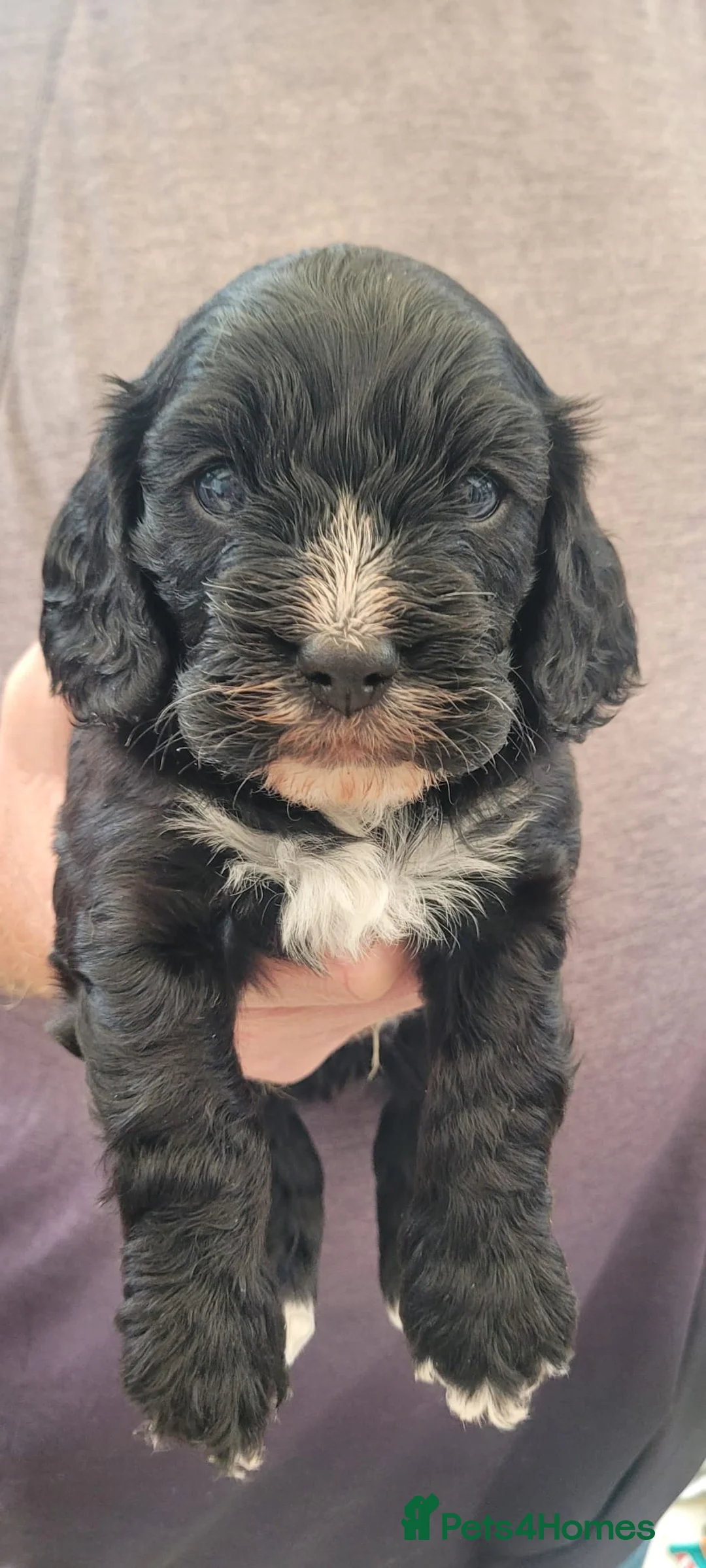 Cavalier King Charles Spaniel dogs for stud: KC Reg Cavalier King Charles Spaniel for Stud in Eastbourne - Advert 25