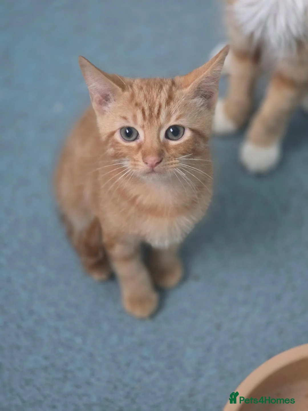 Mixed Breed cats for sale: Bengal and British shorthair  - Advert 5