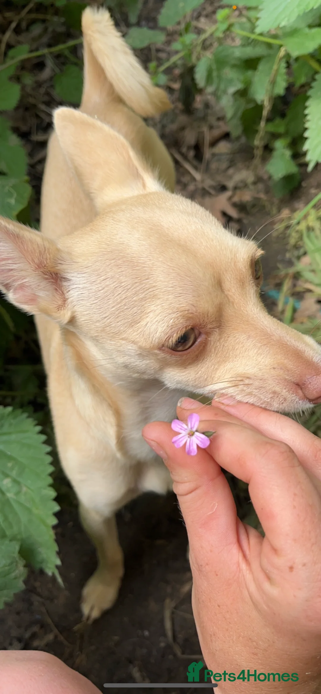 Chihuahua dogs for sale: Fluffy chihuahua girl 8 weeks old  - Advert 12