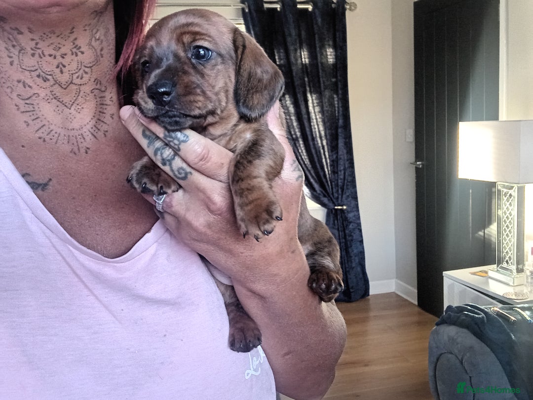 Miniature Dachshund dogs for sale: 3 gorgeous mini Dachshunds - Image 10