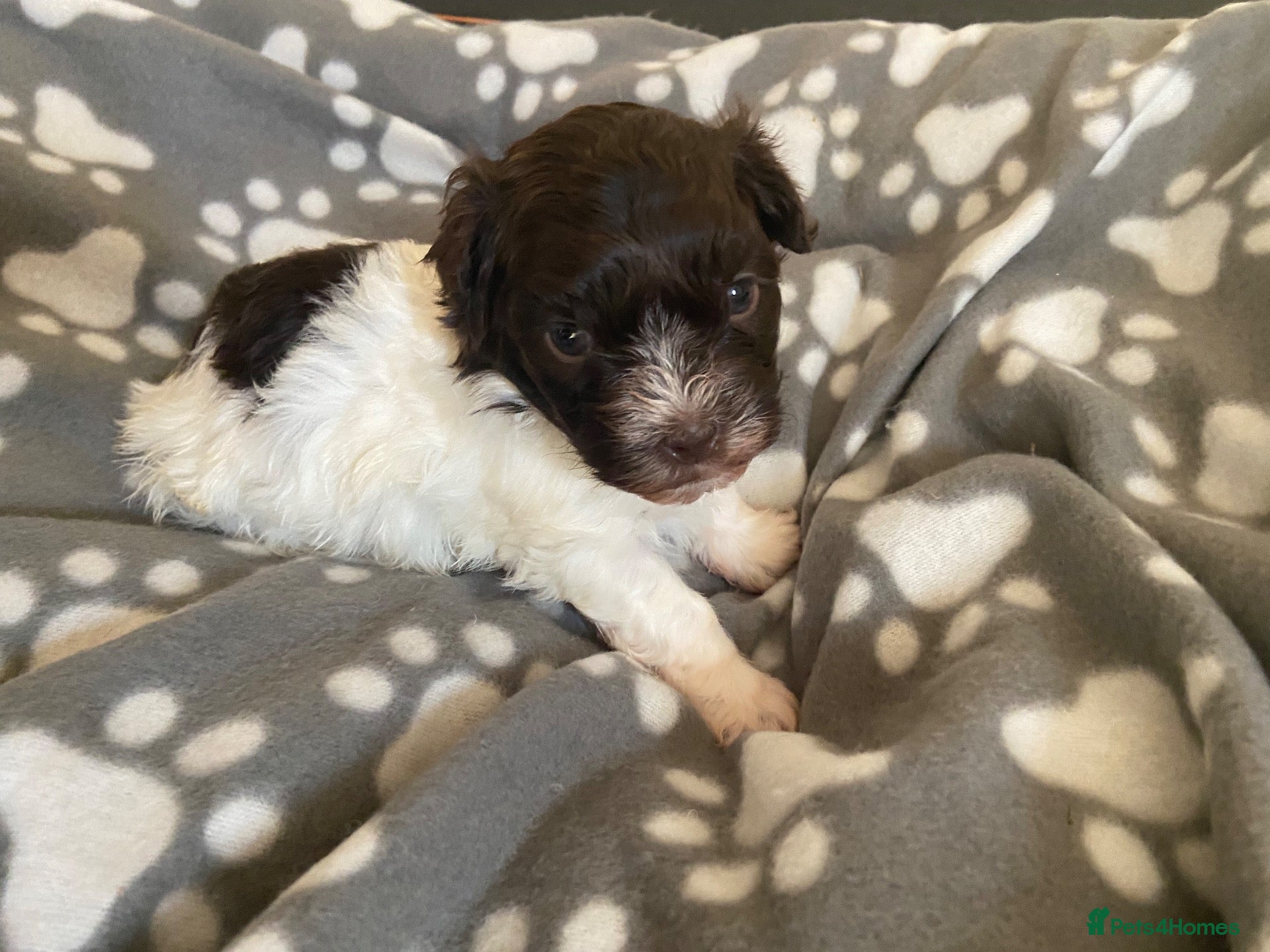 Havanese dogs 🩷BEAUTIFUL HAVENESE PUPPY’S🩵 - Advert 7