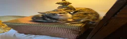 Mixed Breed cats for sale: Beautiful tabby kittens - Advert 5
