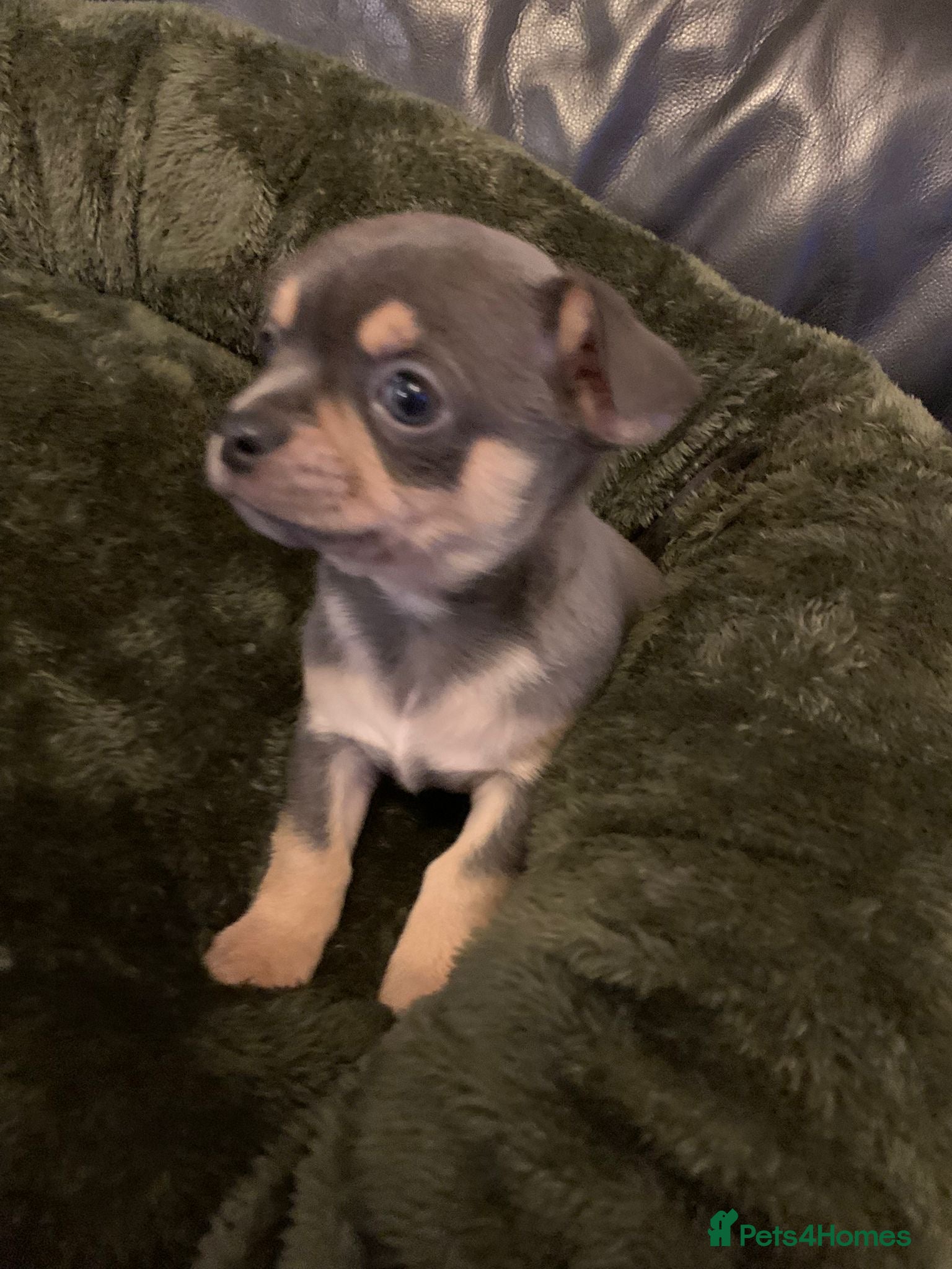 Chihuahua dogs Beautiful black & blue tri chihuahua puppies  - Advert 1