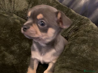 Chihuahua dogs Beautiful black & blue tri chihuahua puppies - Advert 1