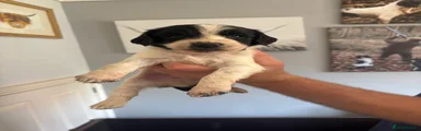 English Springer Spaniel Puppy 2