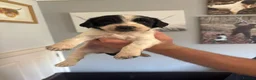 English Springer Spaniel dogs for sale: English Springer Spaniel pups KC REG - Advert 20