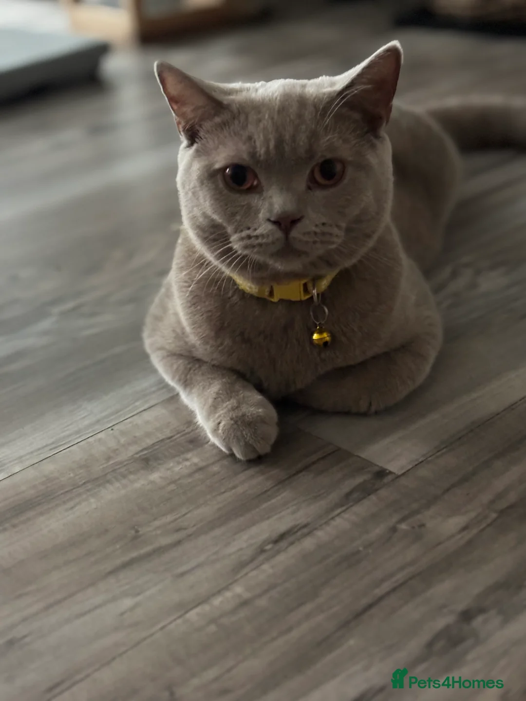 British Shorthair cats for sale: Beige British short hair  - Advert 2