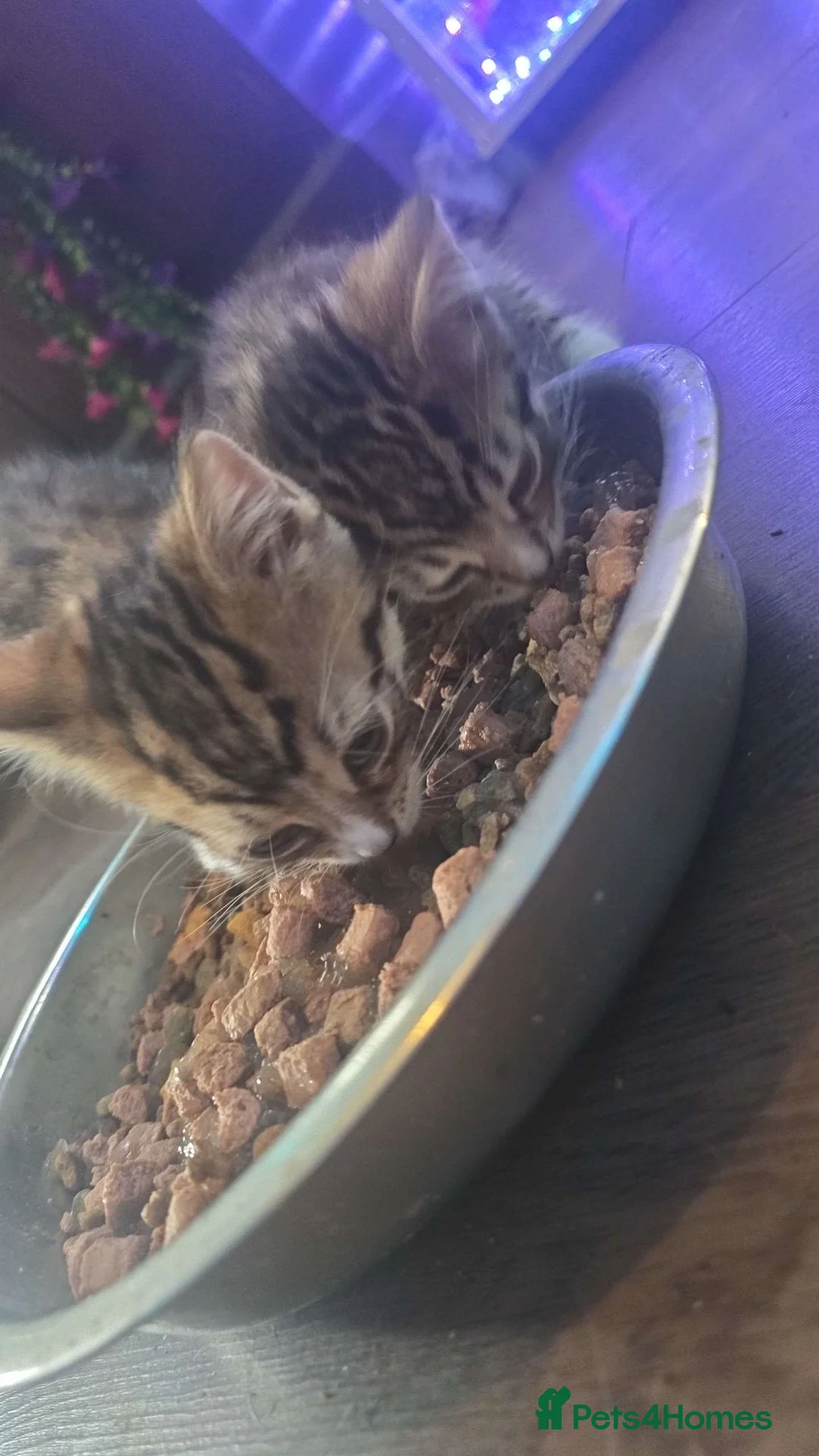 Mixed Breed cats for sale: Tabby Kittens - Advert 2