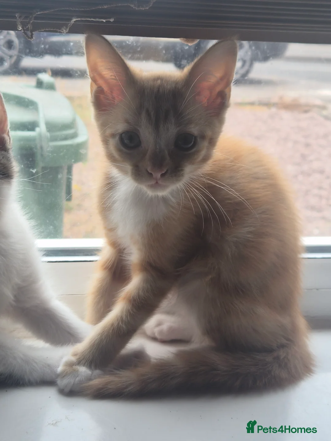 Mixed Breed cats for sale: Kittens  - Advert 2