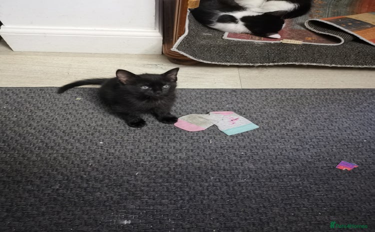 Mixed Breed cats - Advert 5