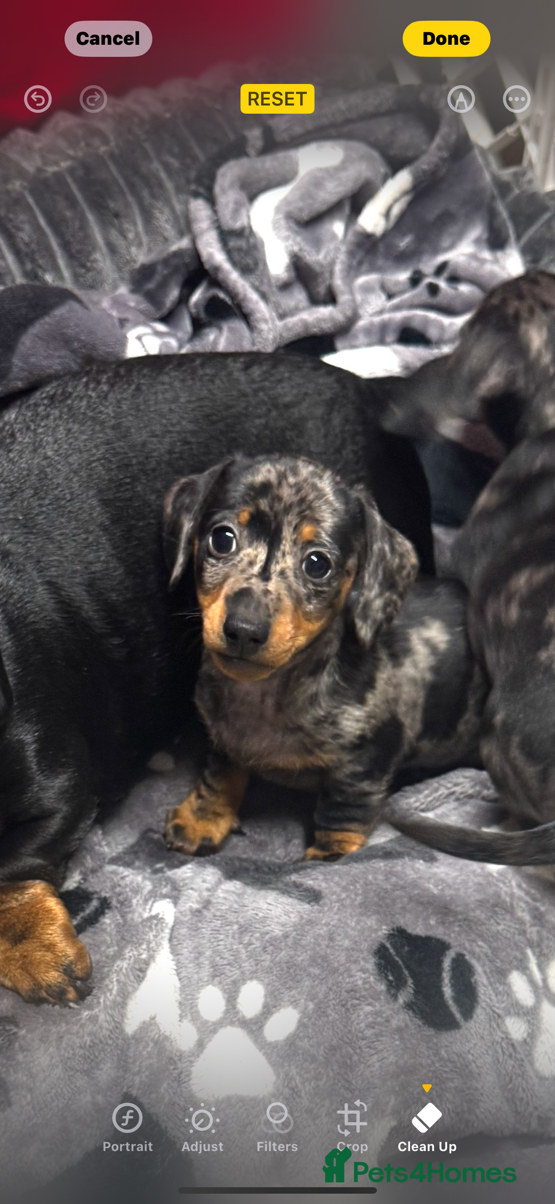 Miniature Dachshund dogs for sale: Miniature dachshund  - Advert 1