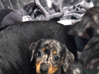 Miniature Dachshund dogs Miniature dachshund - Advert 5