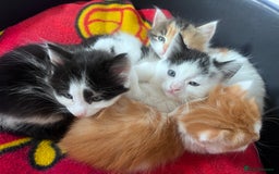 Mixed Breed cats for sale: Gorgeous Fluffy Kittens - Image 22