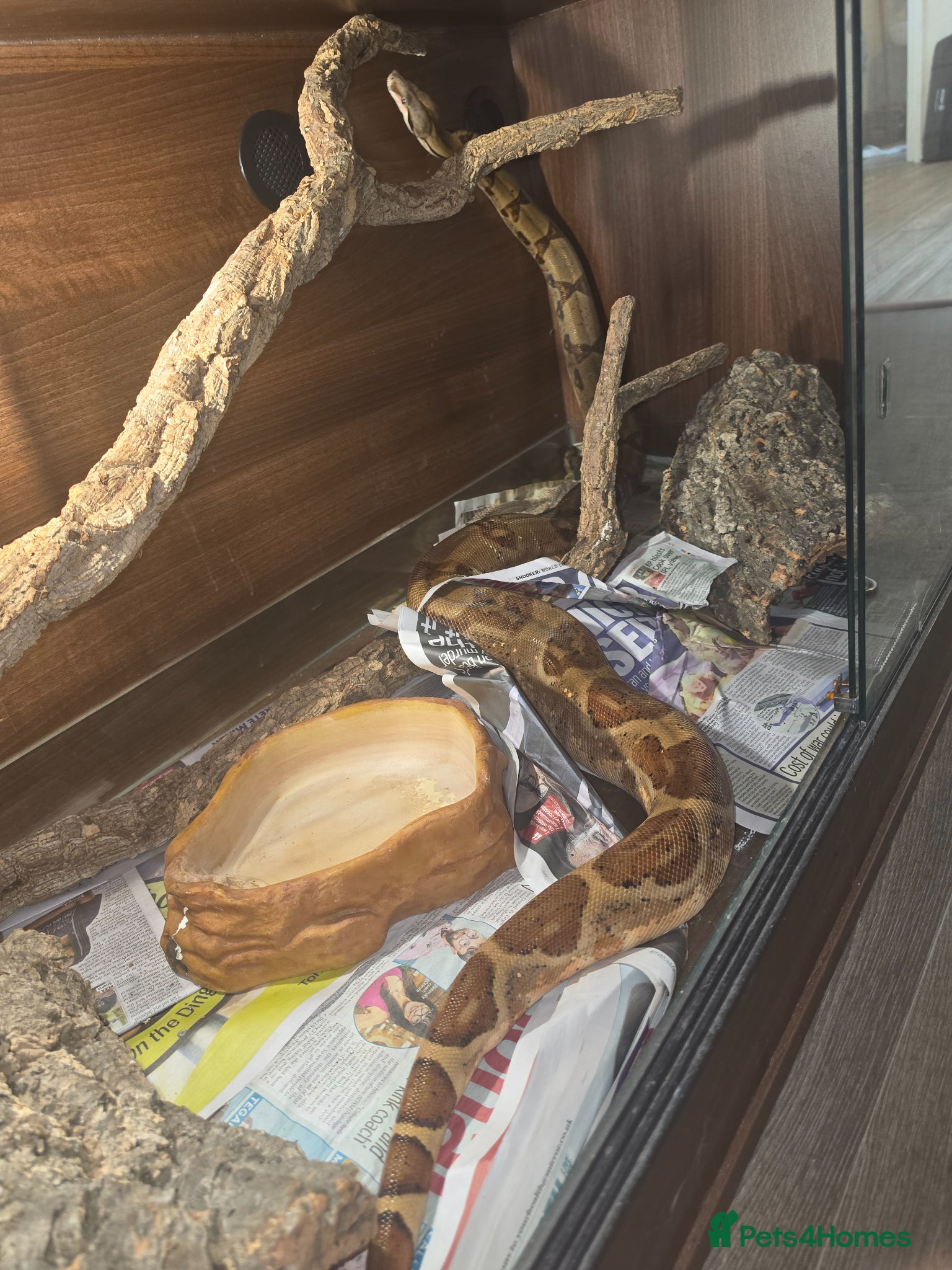 Boa Snake reptiles for sale: Hypo het albino 4yo female boa constrictor  in Cardiff - Advert 3