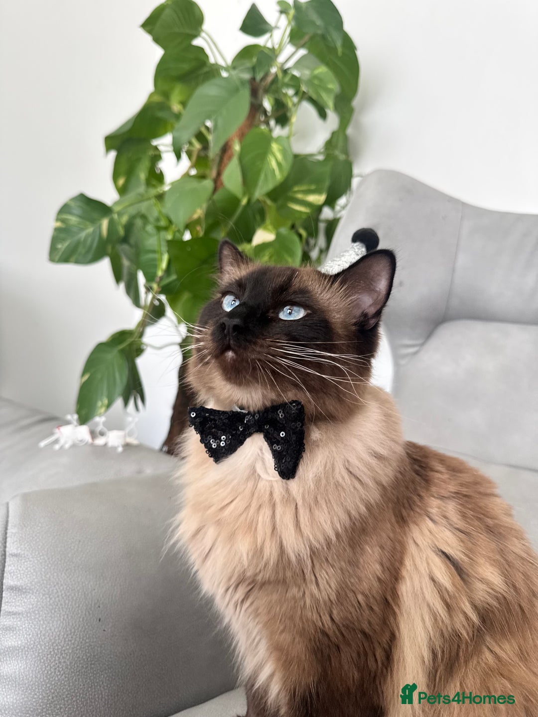 Ragdoll cats for sale: 2 Ragdolls M/F - Image 1