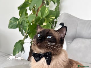 Ragdoll cats - Advert 15