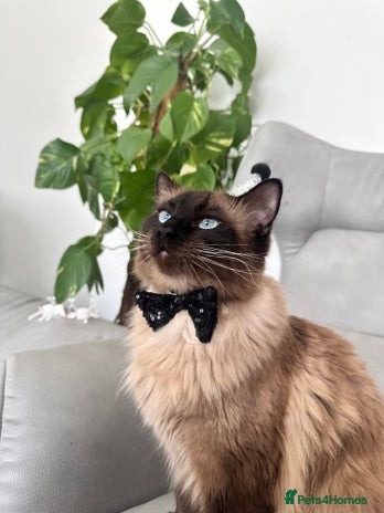 Ragdoll cats - Advert 4