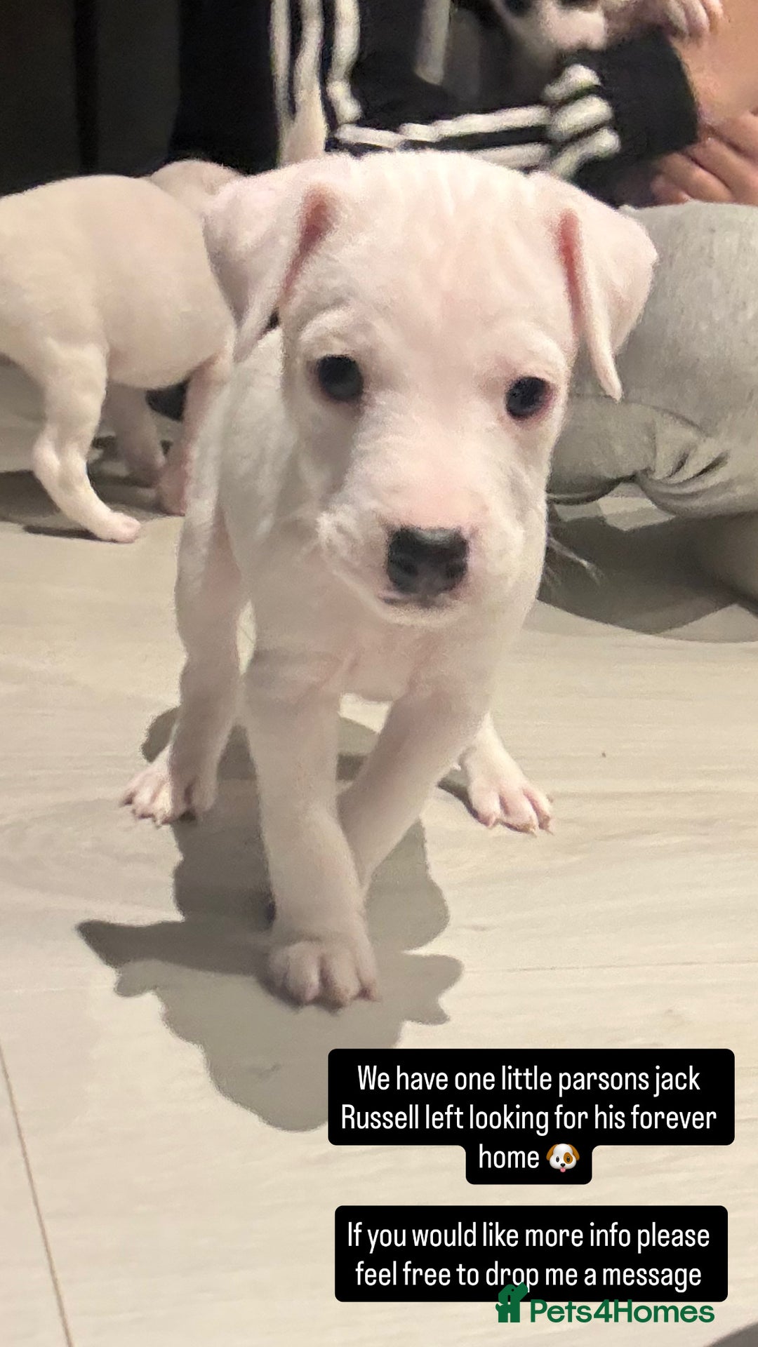 Parson Russell dogs for sale: Parson Jack russel pup for sale  - Advert 2