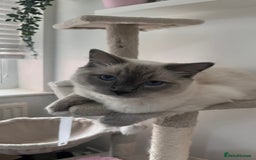 Ragdoll cats for sale: Milo & Mila my beloved cats  - Image 11