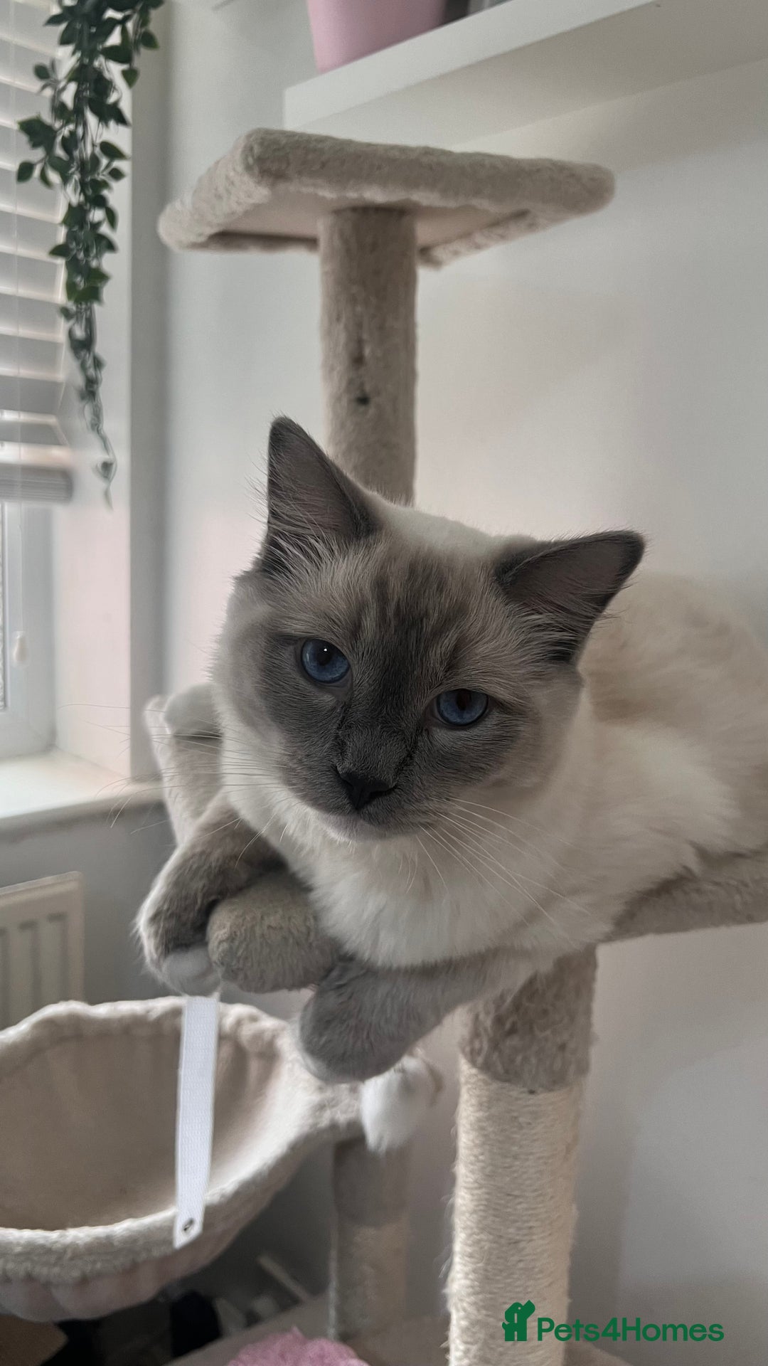 Ragdoll cats for sale: Milo & Mila my beloved cats  - Image 11
