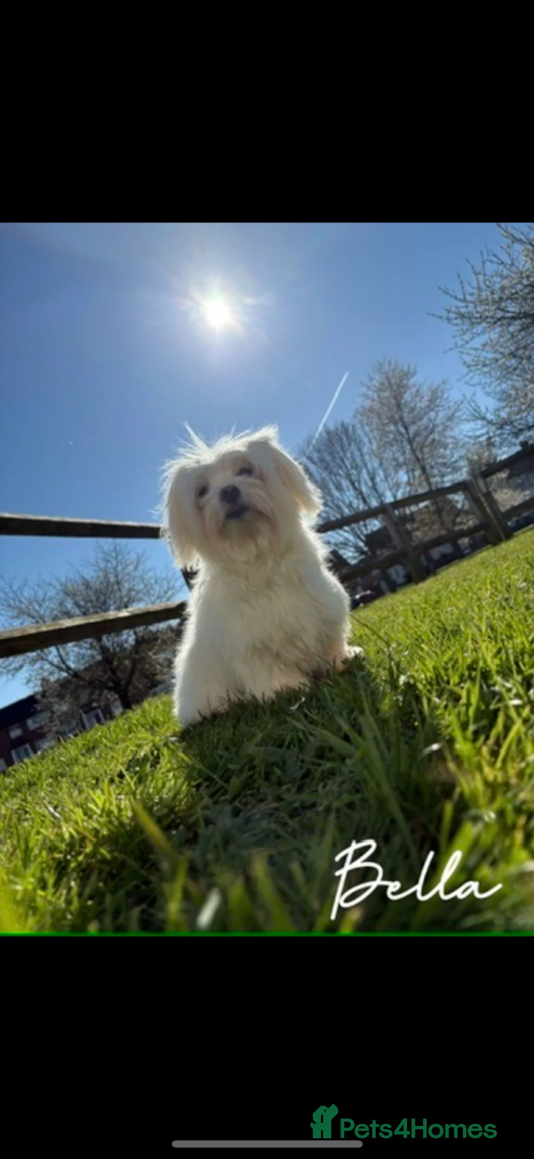 Maltipoo dogs for sale: 🐾 toy maltipoo puppy’s 🐾 - Advert 16