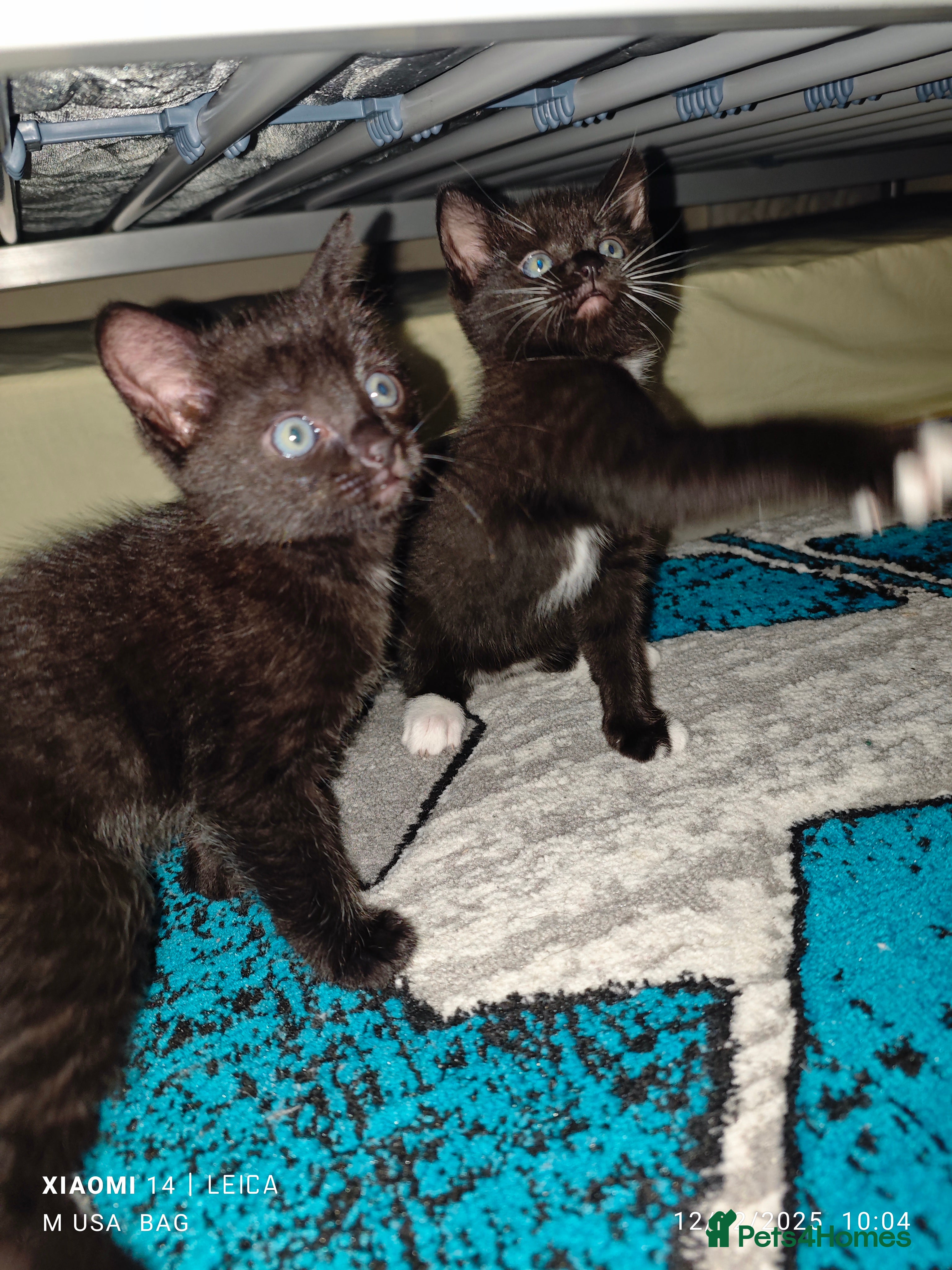 Ragdoll cats Ragdoll 3kittens😻😺😻 - Advert 6