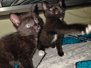 Ragdoll cats Ragdoll 3kittens😻😺😻 - Advert 1