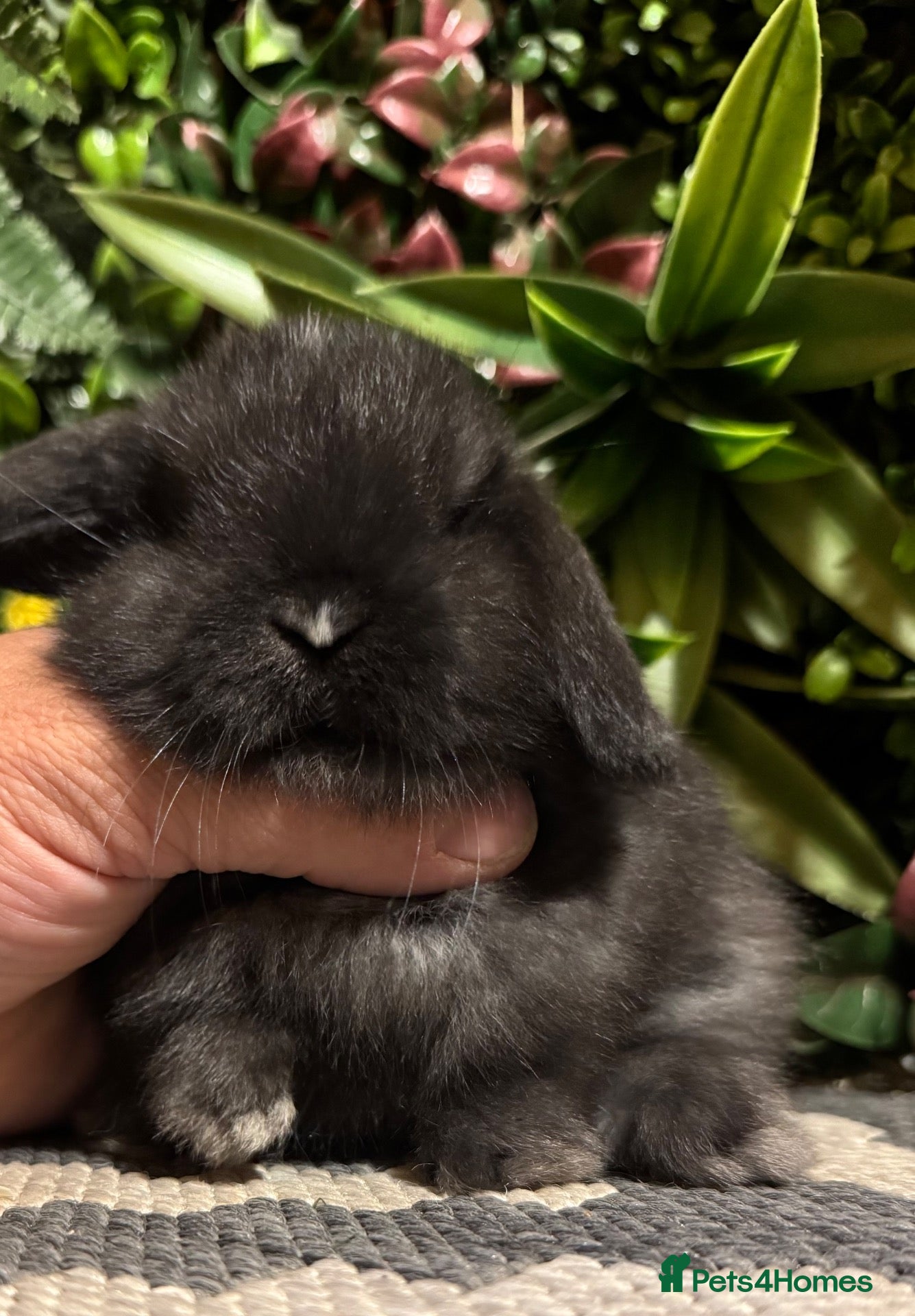 Mini Lop rabbits Mini lops 3 girls available to reserve  - Advert 2