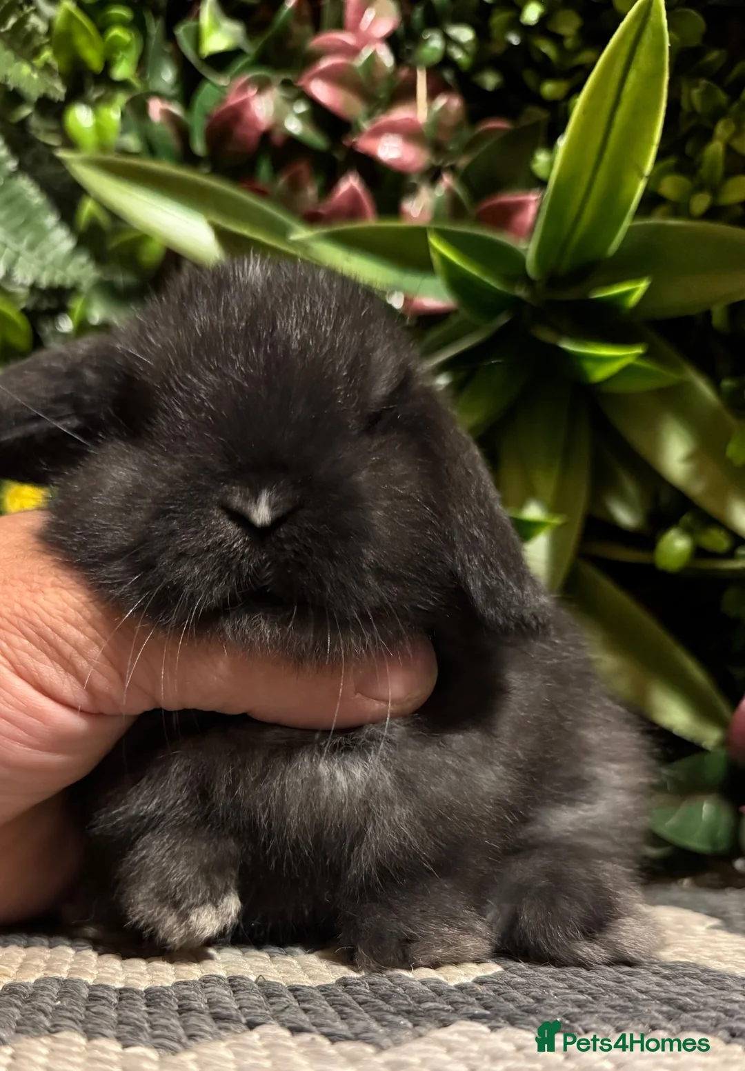 Mini Lop rabbits for sale: Mini lops 6 girls available to reserve  - Advert 6
