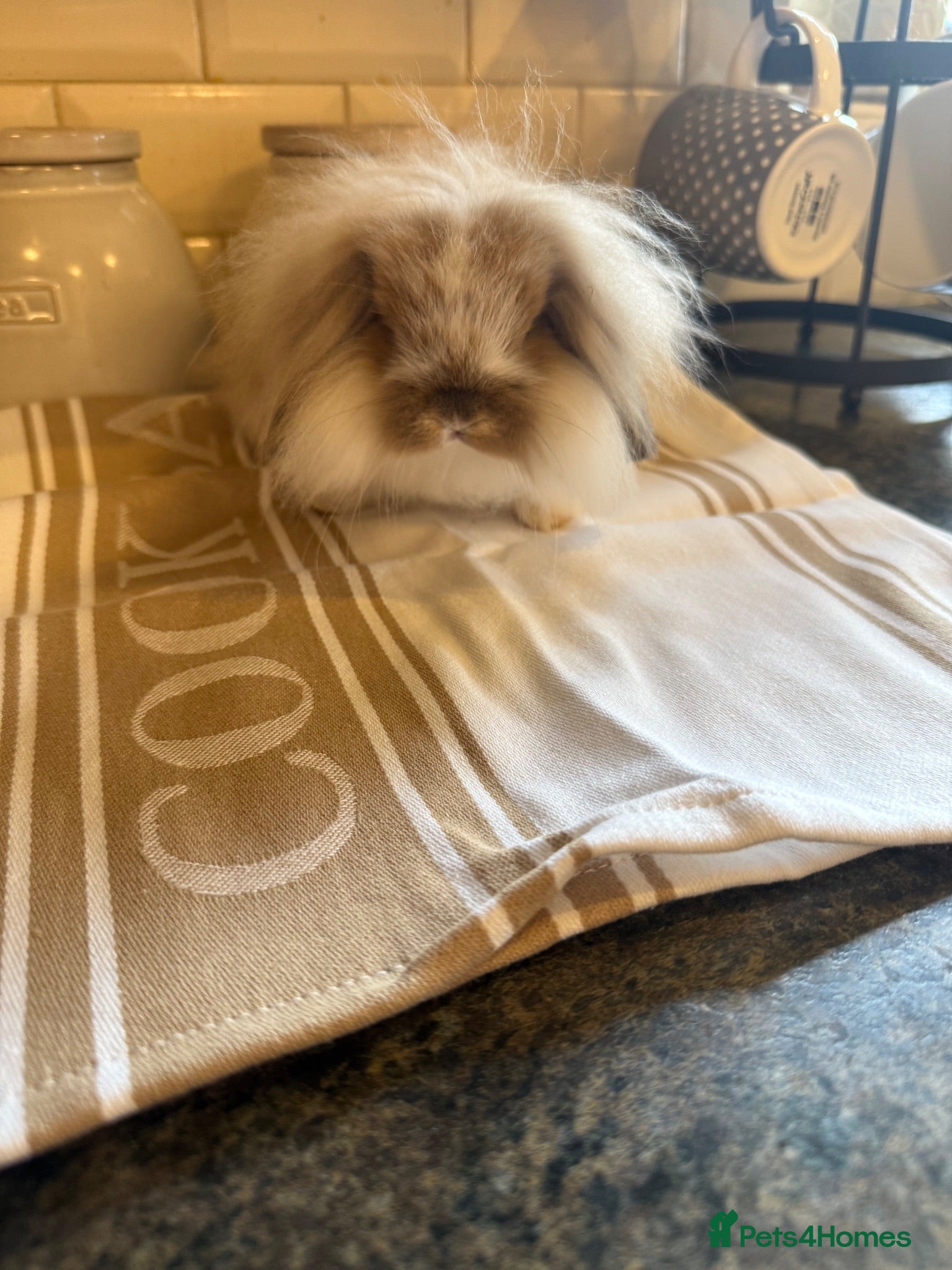 Mini Lion Lop rabbits Mini lionlop - Advert 5