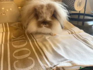 Mini Lion Lop rabbits Mini lionlop - Advert 7
