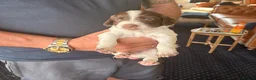 English Springer Spaniel dogs for sale: Working springer spaniels - Advert 9