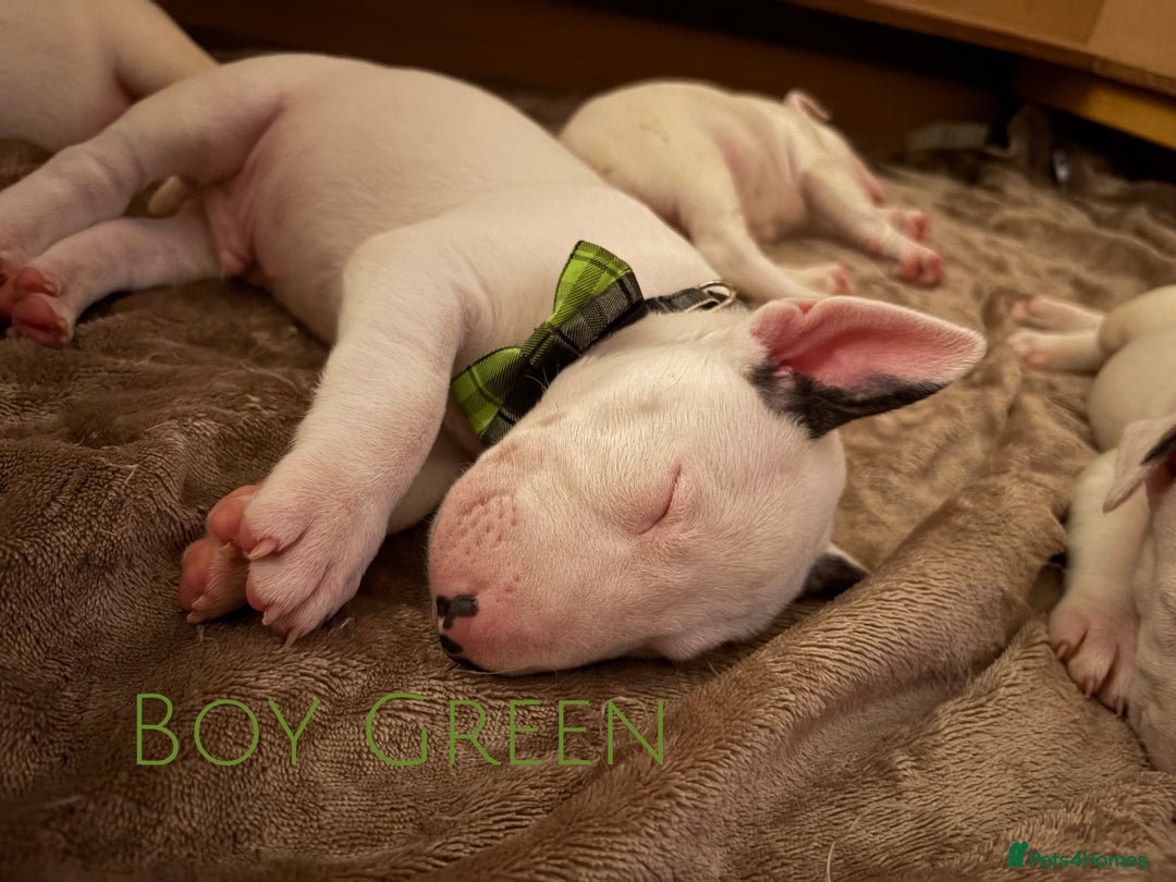 English Bull Terrier dogs for sale: ⭐️Ready Now ⭐️KC Champion EBT Pups ⭐️ - Advert 1