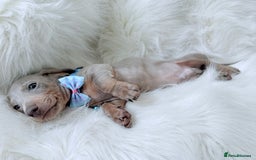 Miniature Dachshund dogs for sale: 5 ⭐ Licensed Breeder Miniature Dachshunds puppies - Image 6