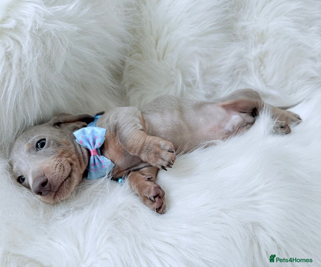 Miniature Dachshund dogs for sale: 5 ⭐ Licensed Breeder Miniature Dachshunds puppies - Image 6