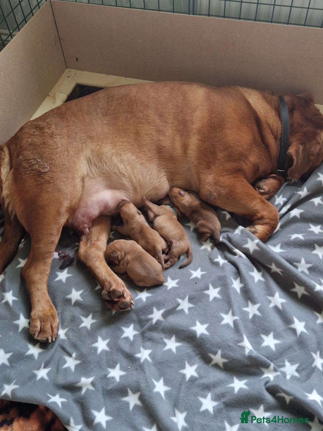 Dogue De Bordeaux dogs for sale: Douge de Bordeau puppies 3 x girls - Advert 4