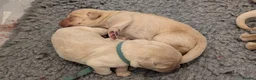 Mixed Breed dogs for sale: Beautiful Golden Labradoodle Doubledoodle Puppies in Nantwich - Advert 25