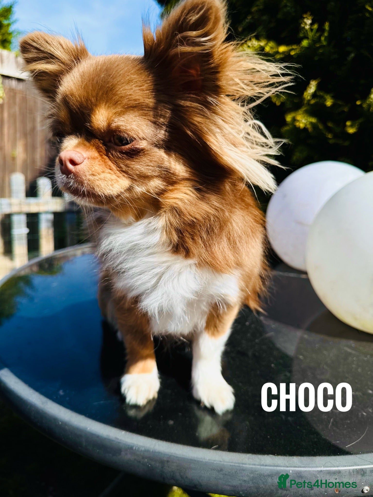 Chihuahua dogs KC Tricolor chocolate girl pet  - Advert 5