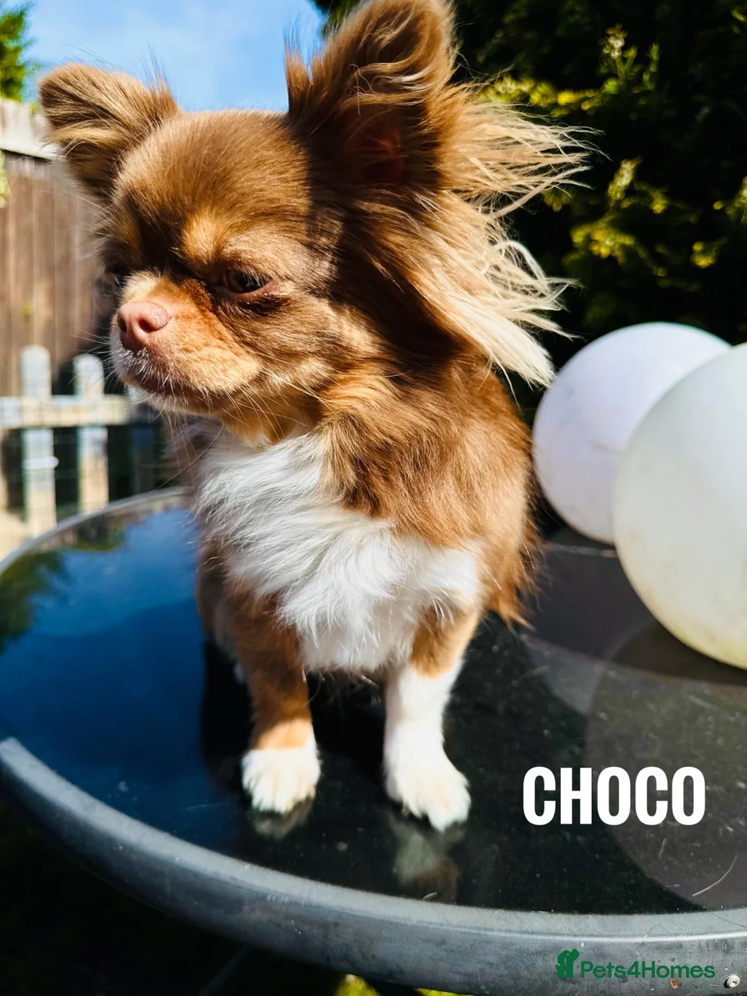 Chihuahua dogs for sale: KC Tricolor chocolate girl pet  - Advert 2