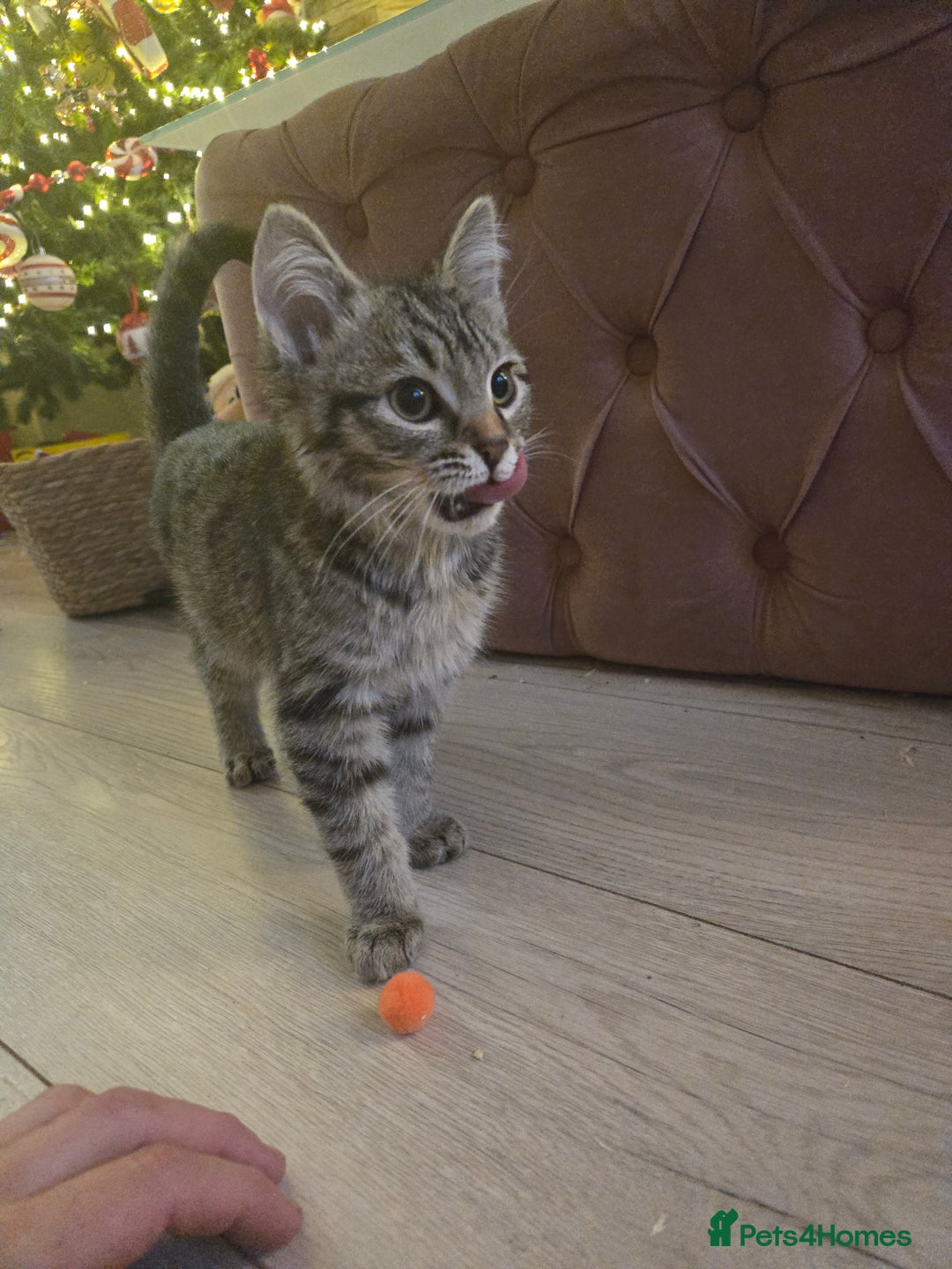 Ragdoll cats for sale: Radoll mix British short haired kittens - Advert 19